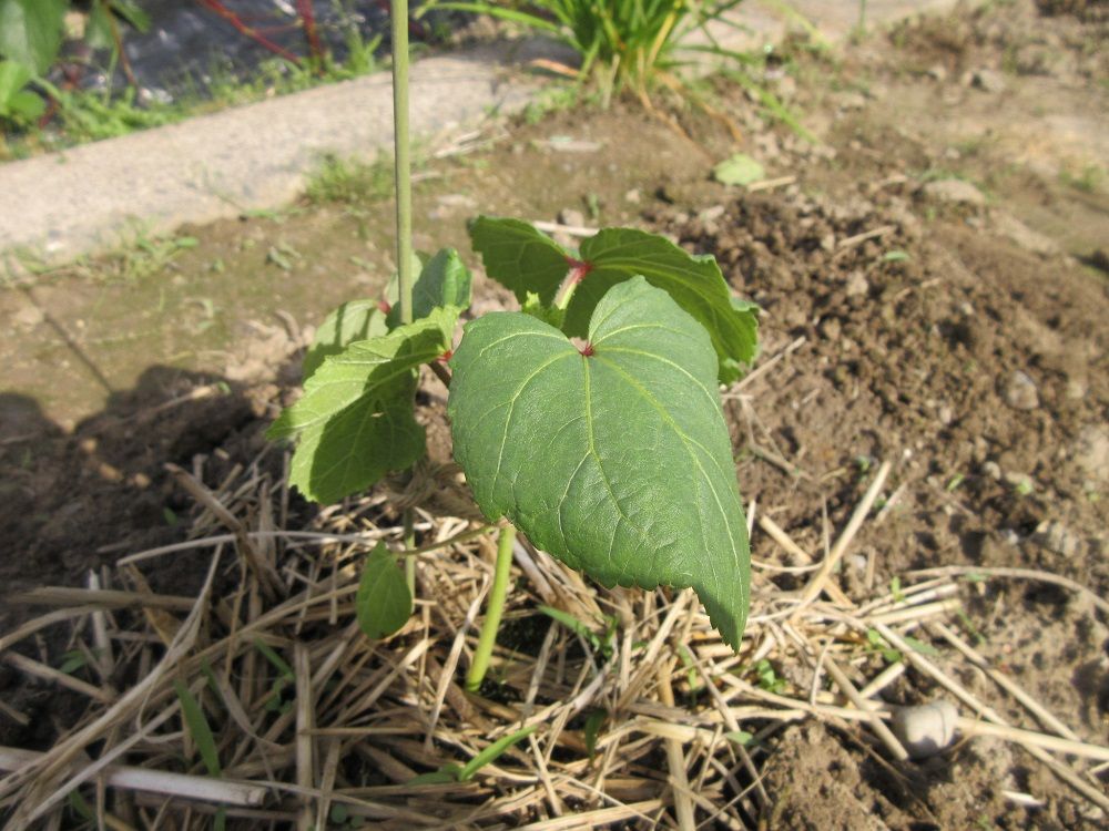 ２度目の収穫と夏野菜の植え付け終了かな