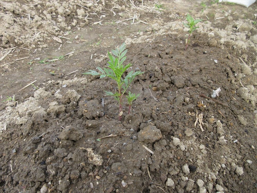 ２度目の収穫と夏野菜の植え付け終了かな