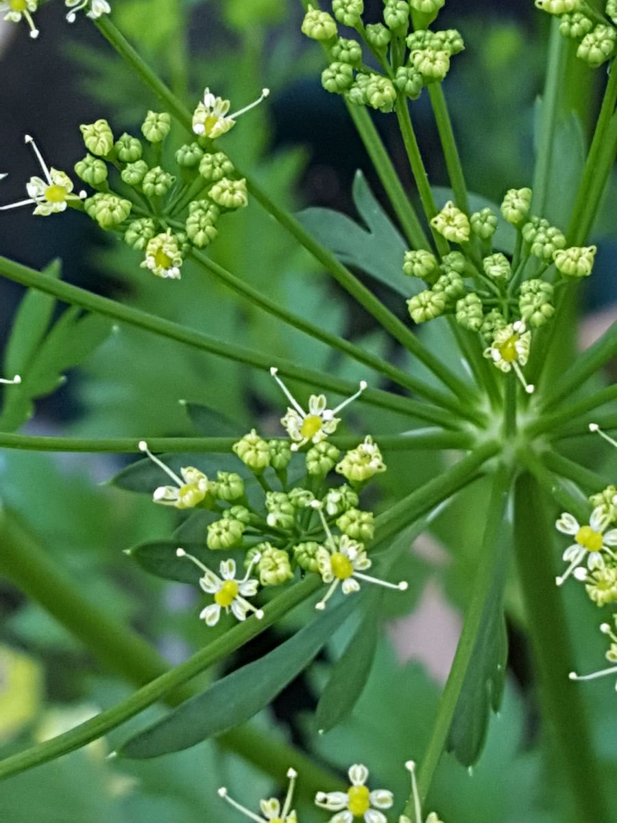 ふくおかルーバルガーデン2～夏🌺の庭便り❗雨の朝艶やかなさつきの花💠