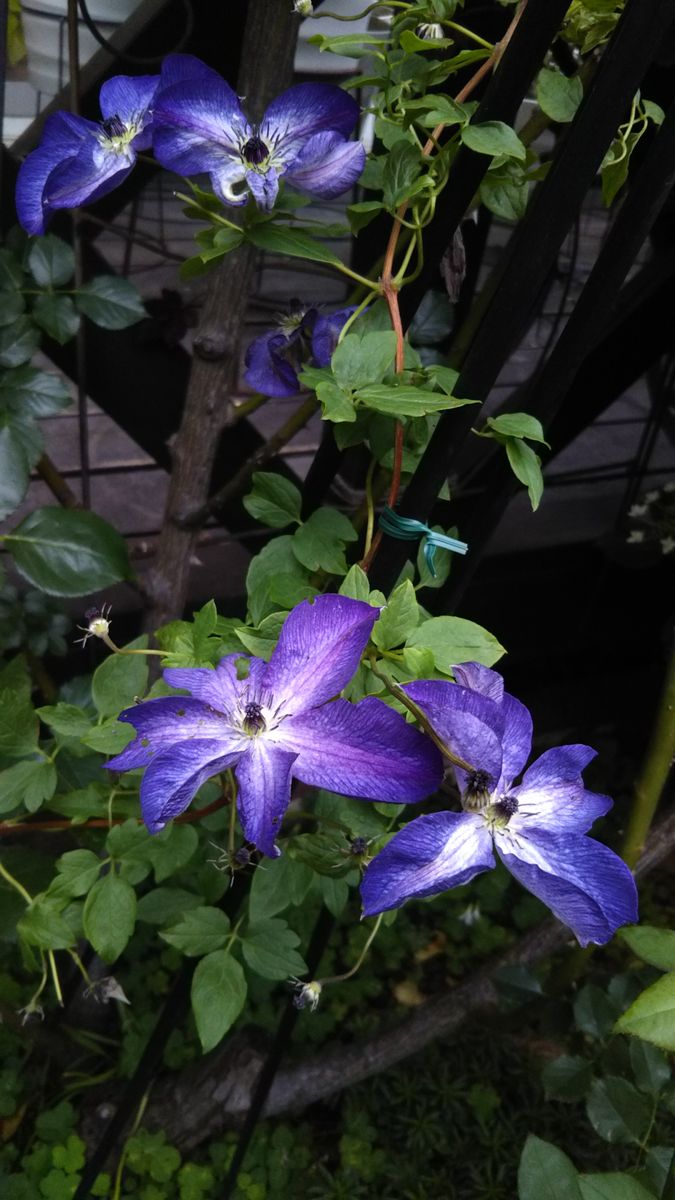 ５月の庭の花ばな続きます🌫️