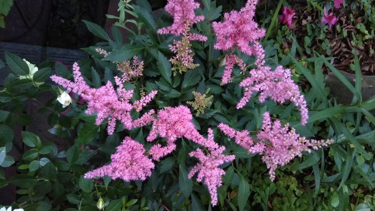 ５月の庭の花ばな続きます🌫️