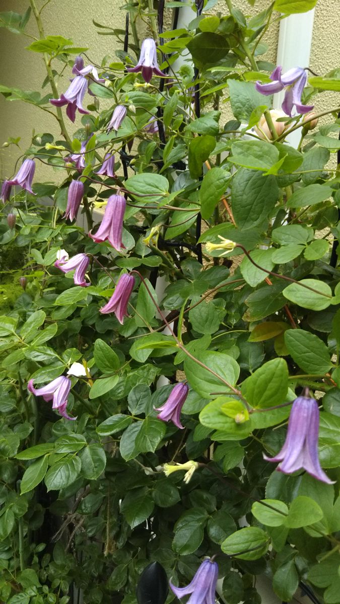 ５月の庭の花ばな続きます🌫️