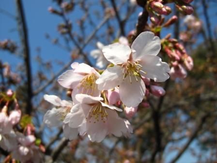 桜の季節