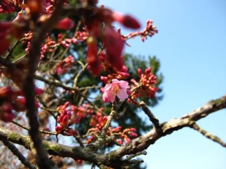 桜の季節