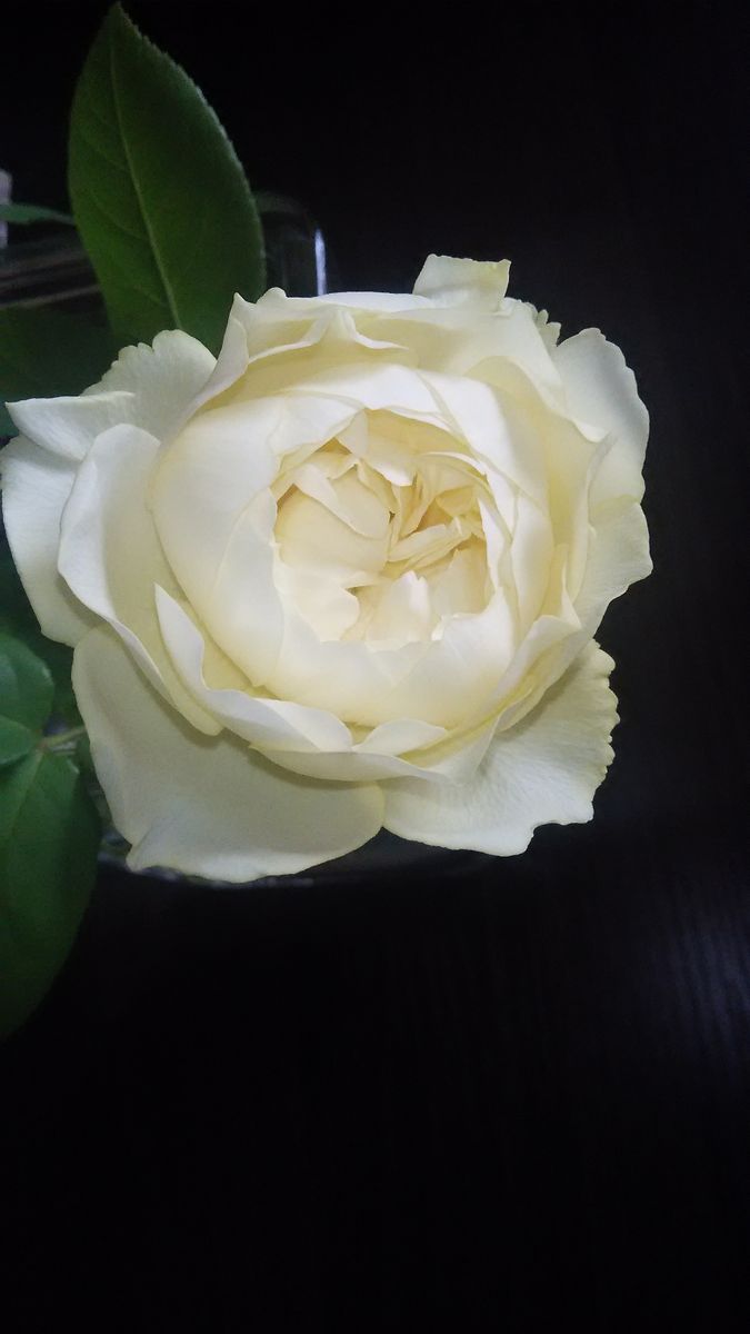 黄色のバラ‥♪