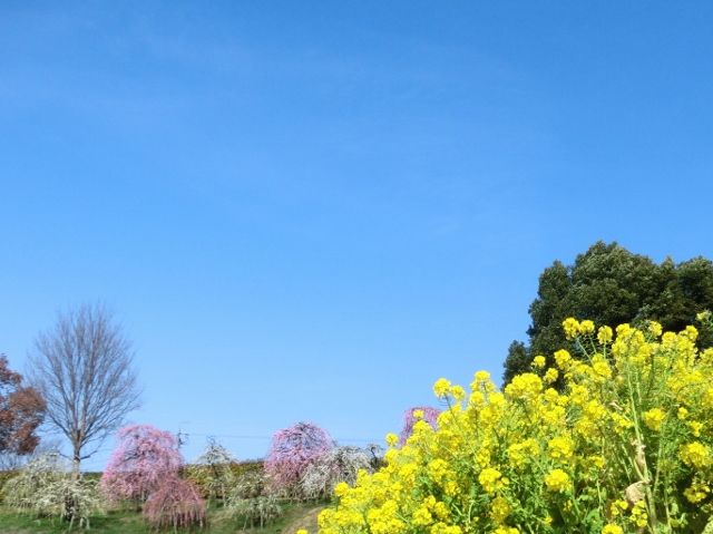 菜の花