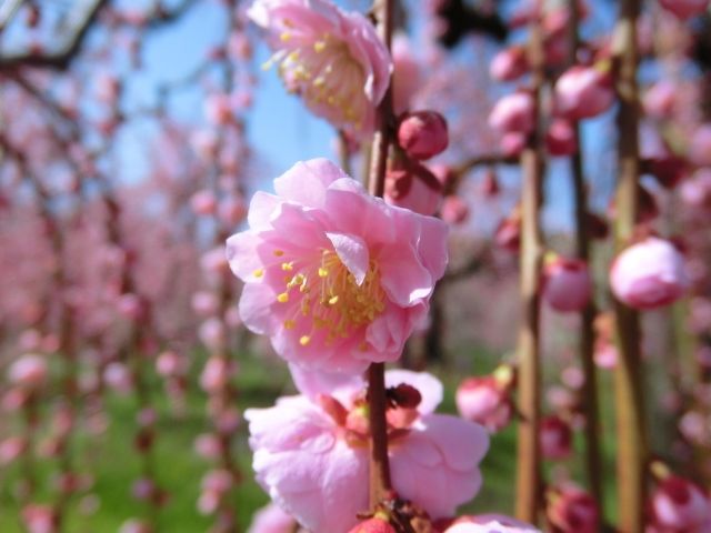 菜の花