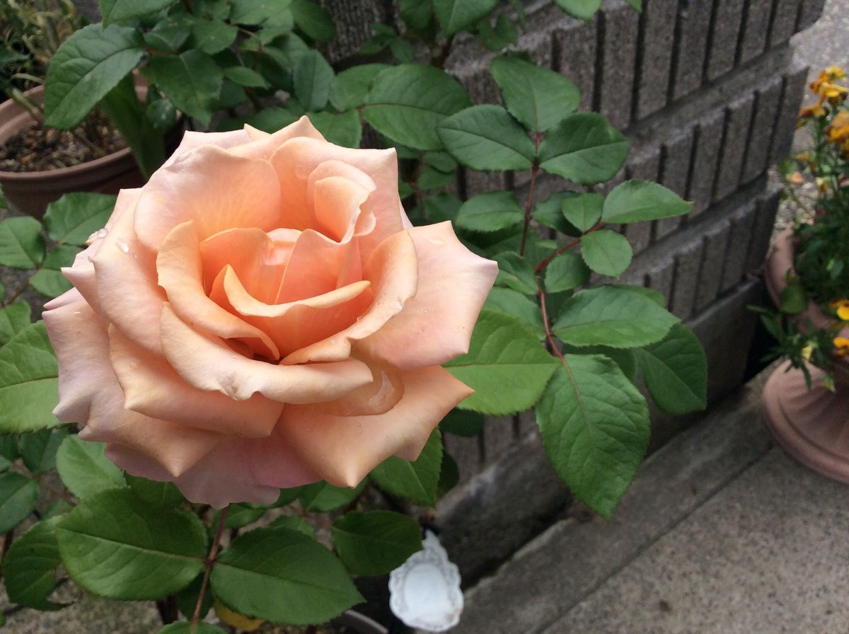 久しぶりの投稿です🌹