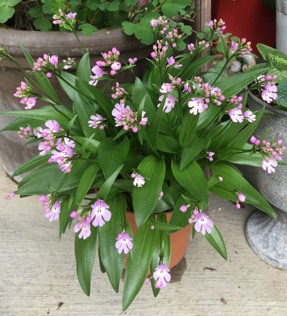 今日の花  ２