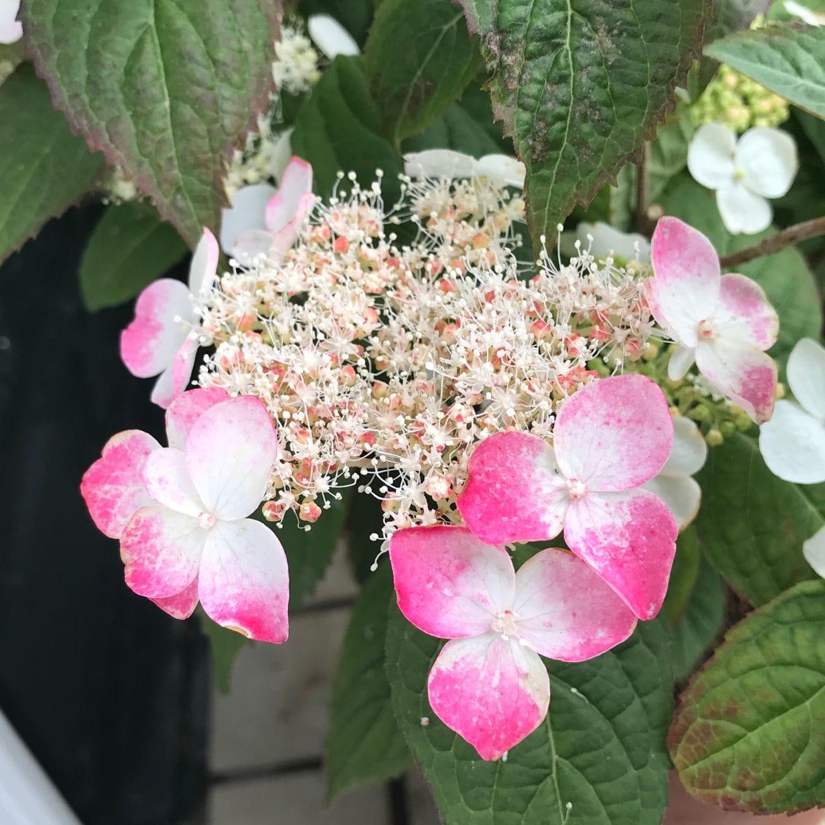 山紫陽花「紅」❣️