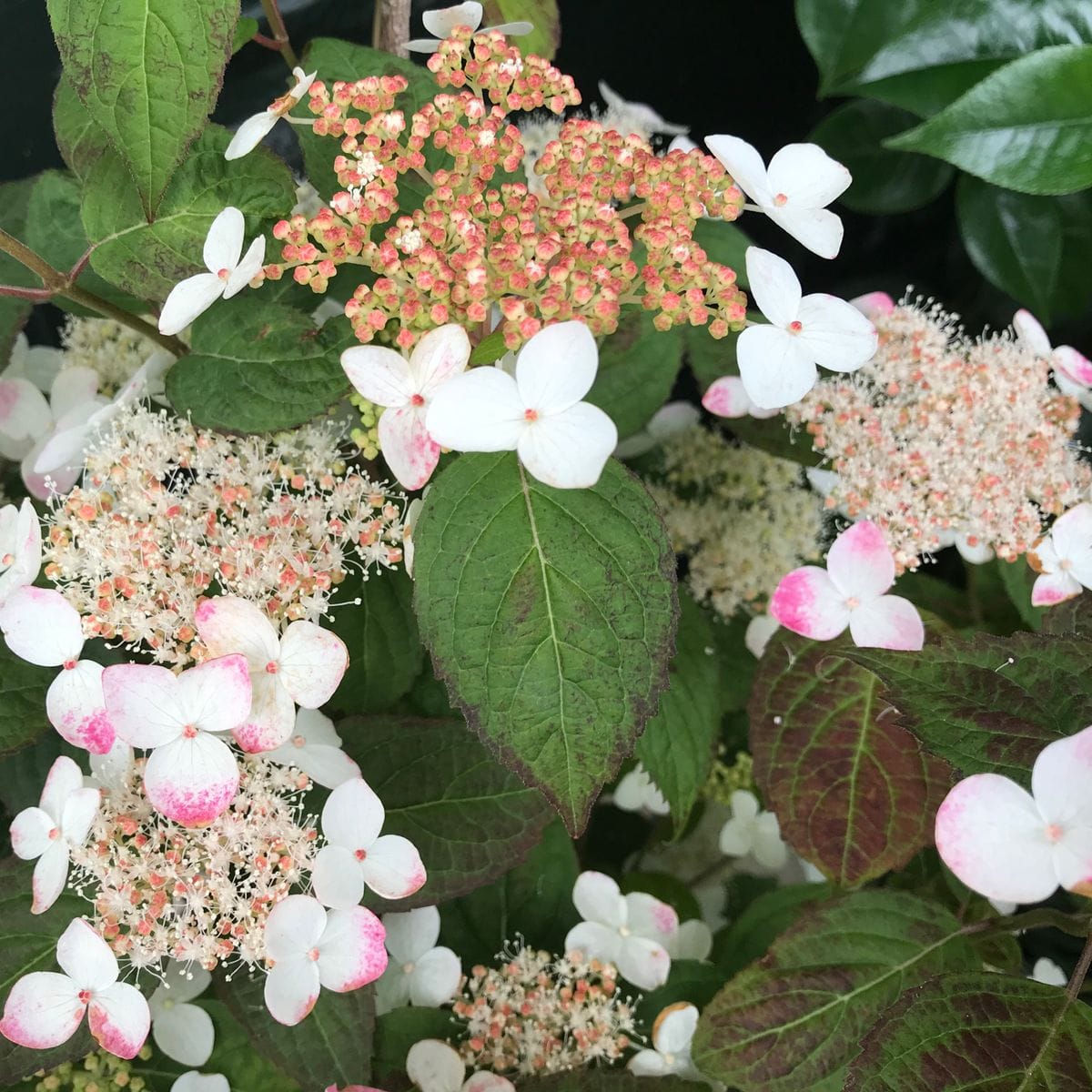 山紫陽花「紅」❣️