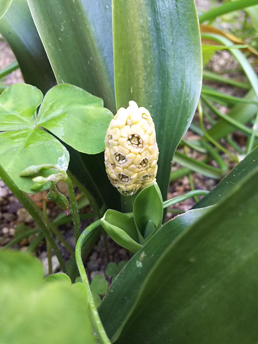 初めてのお花