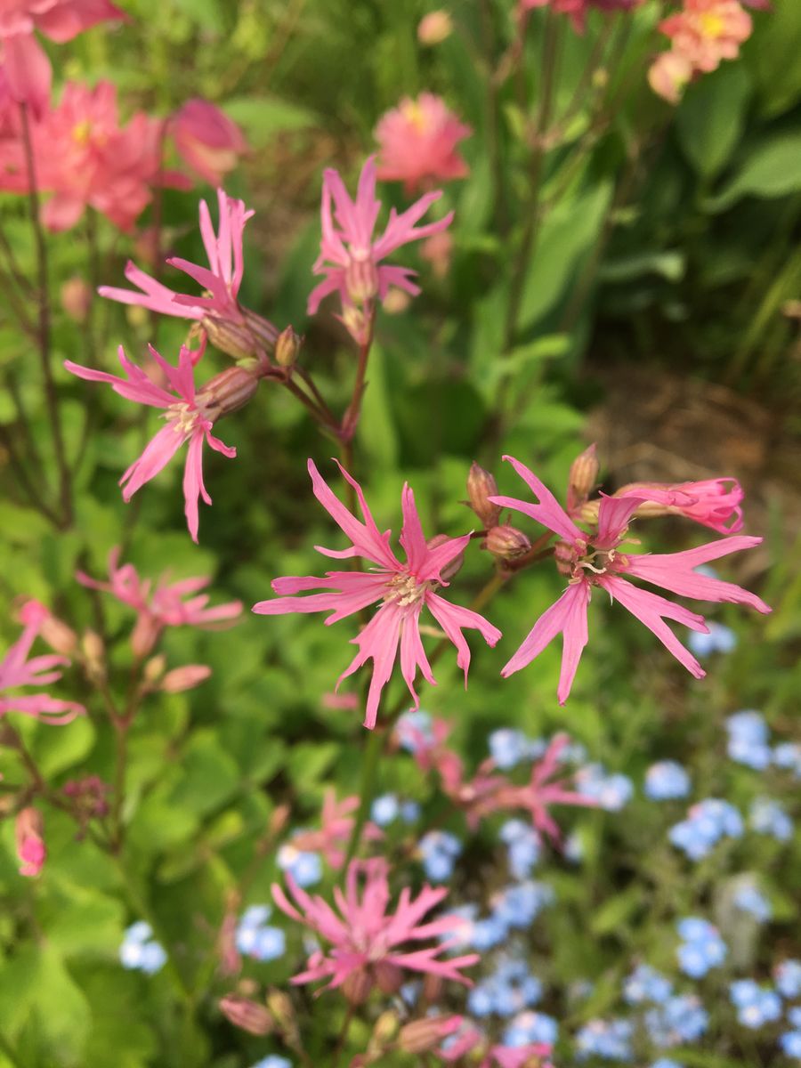 今日のリクニス