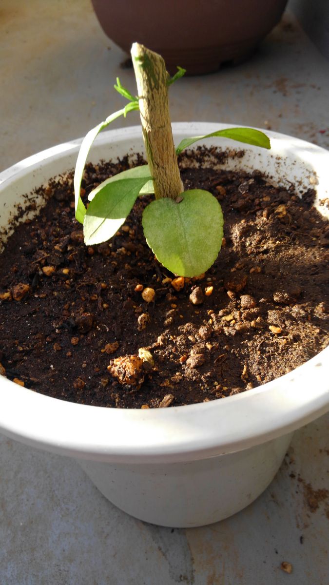 🌱里芋そろそろ植え替えか?🌱