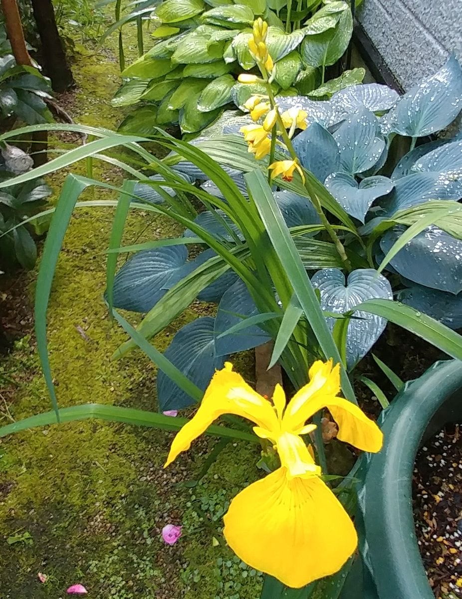 岩石蘭と黄色コラボ