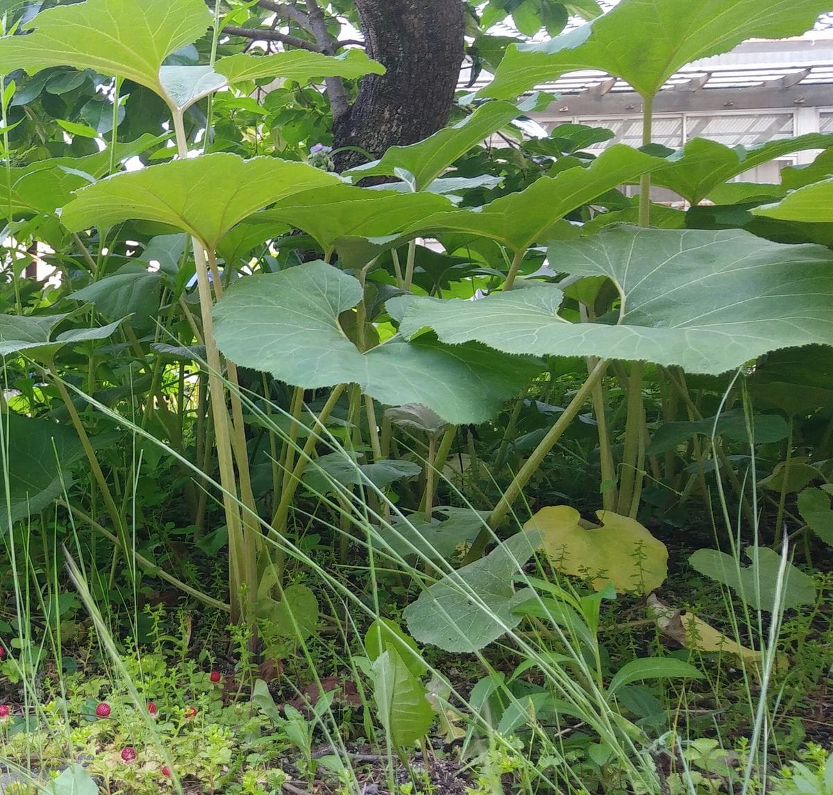 繁って来ました😅