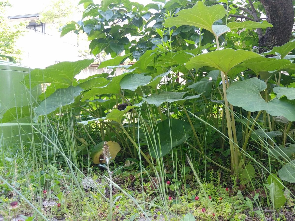 繁って来ました😅