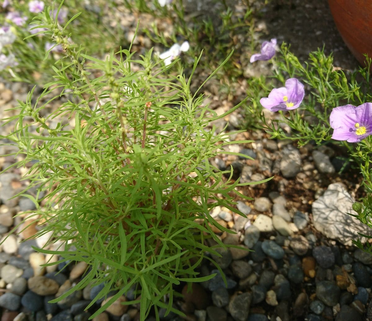 コキアの花?! 茎にも何か…