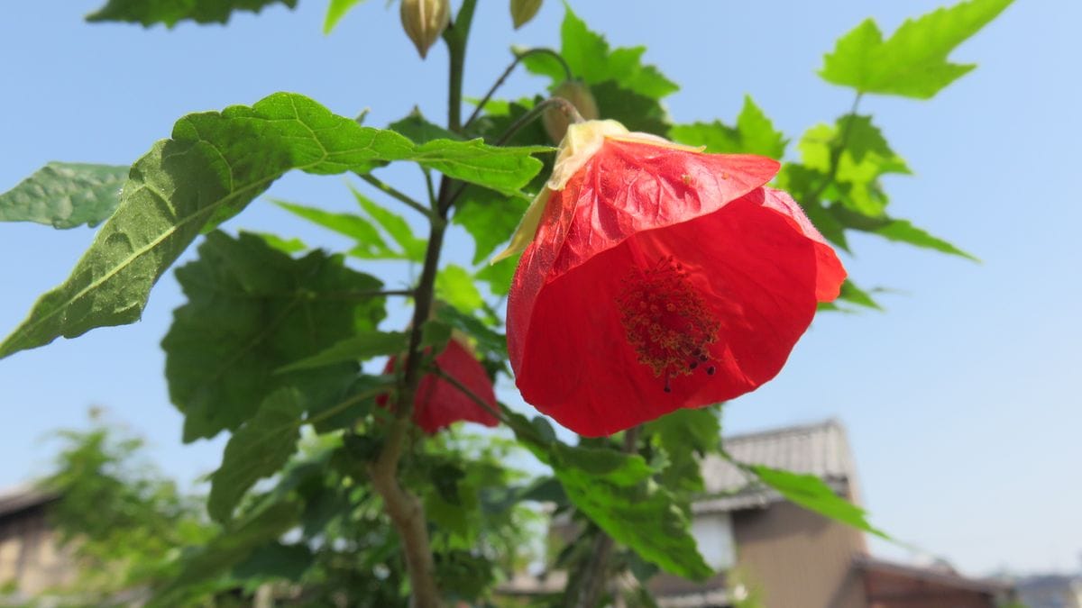 完全に分かれてしまった今年の源平下野