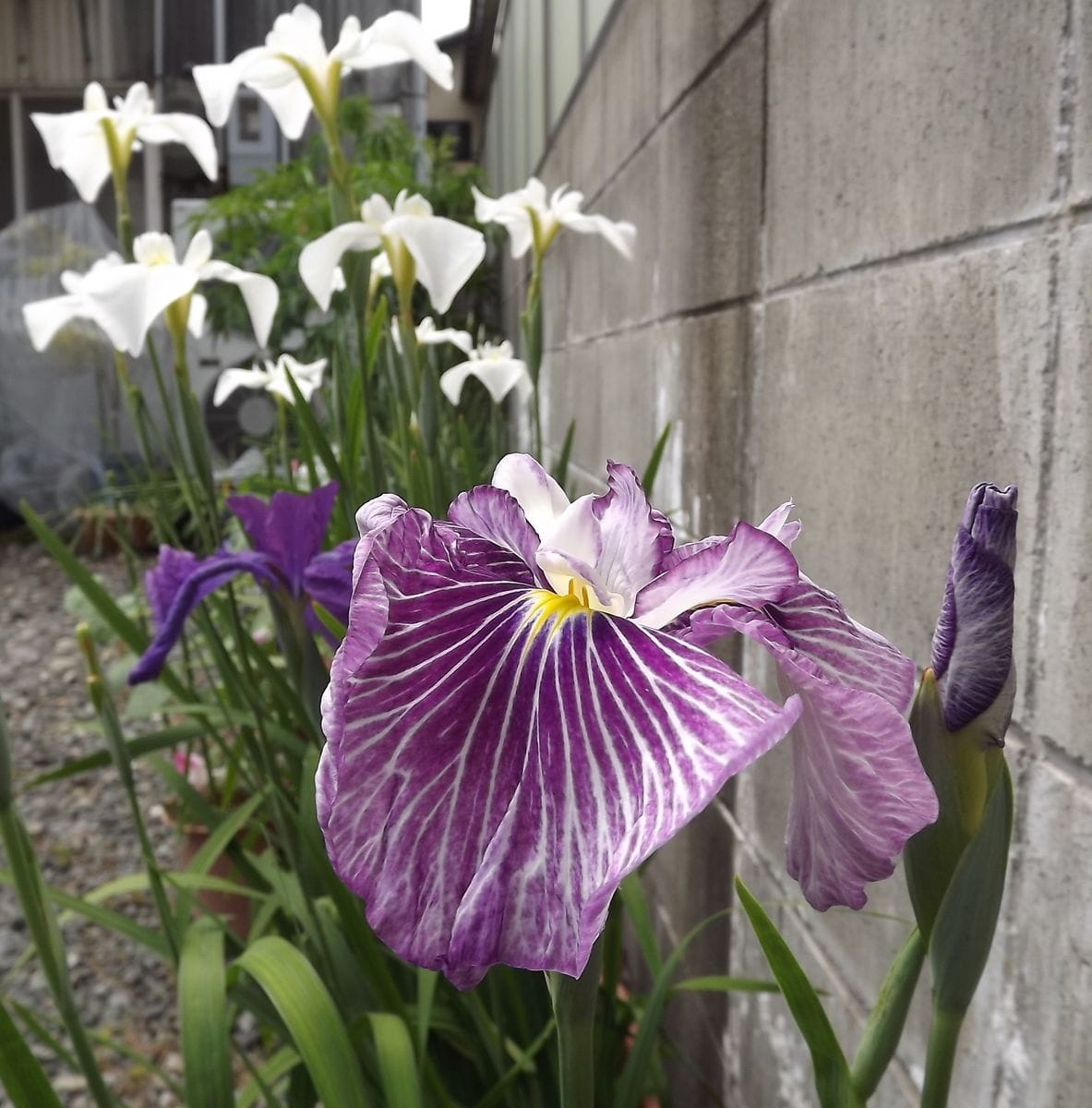 2年目のフクシア＆花菖蒲｜園芸日記byオフィーリア｜みんなの趣味の