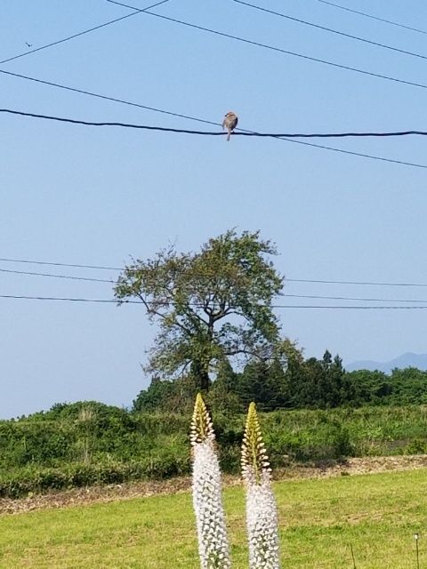 ルピナス　モズも見に…