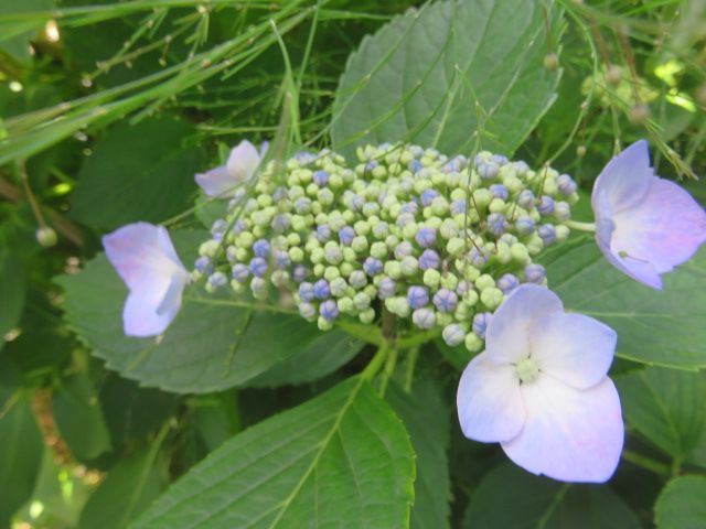 紫陽花の季節