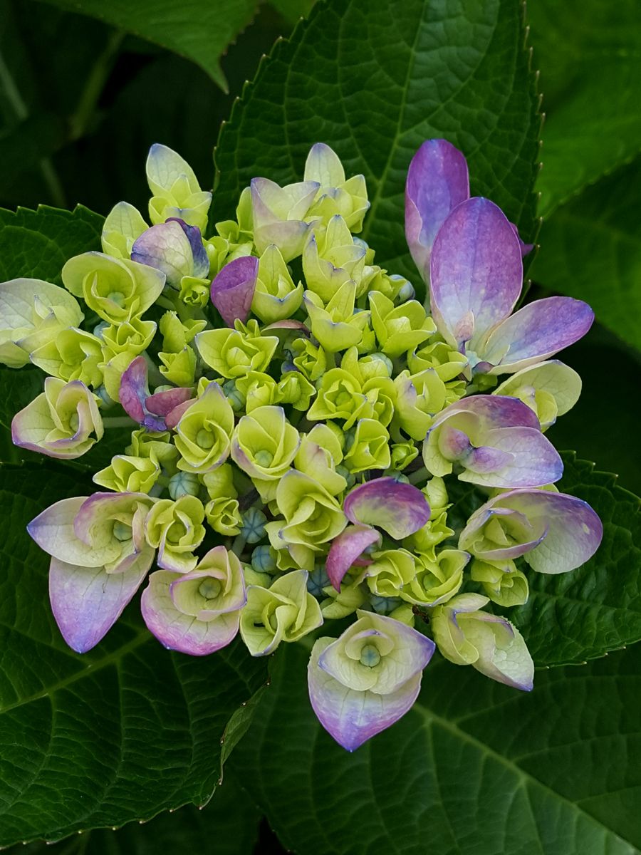 ふくおかルーバルガーデン2～夏🌺の庭便り❗紫陽花が色ずいて💠