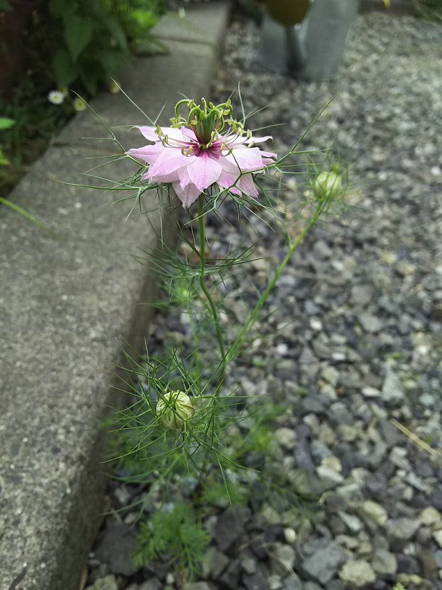 花ズッキーニとニゲラ