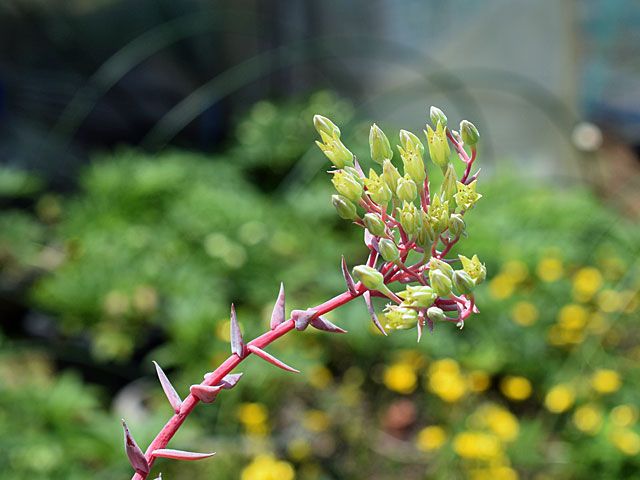 多肉の花　ダドレア