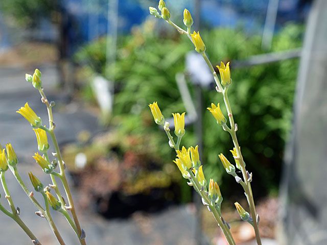 多肉の花　ダドレア