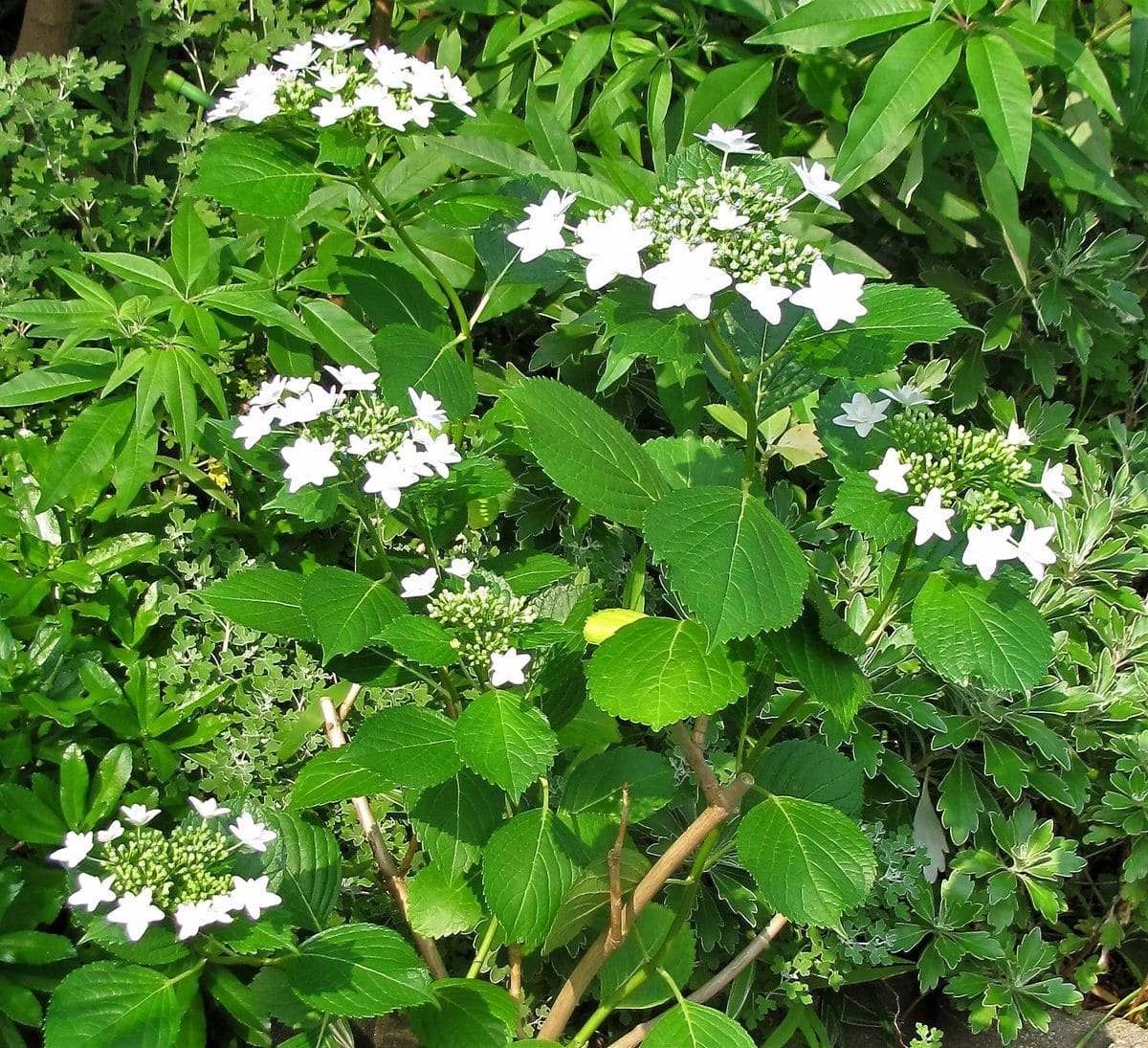 紫陽花の朝