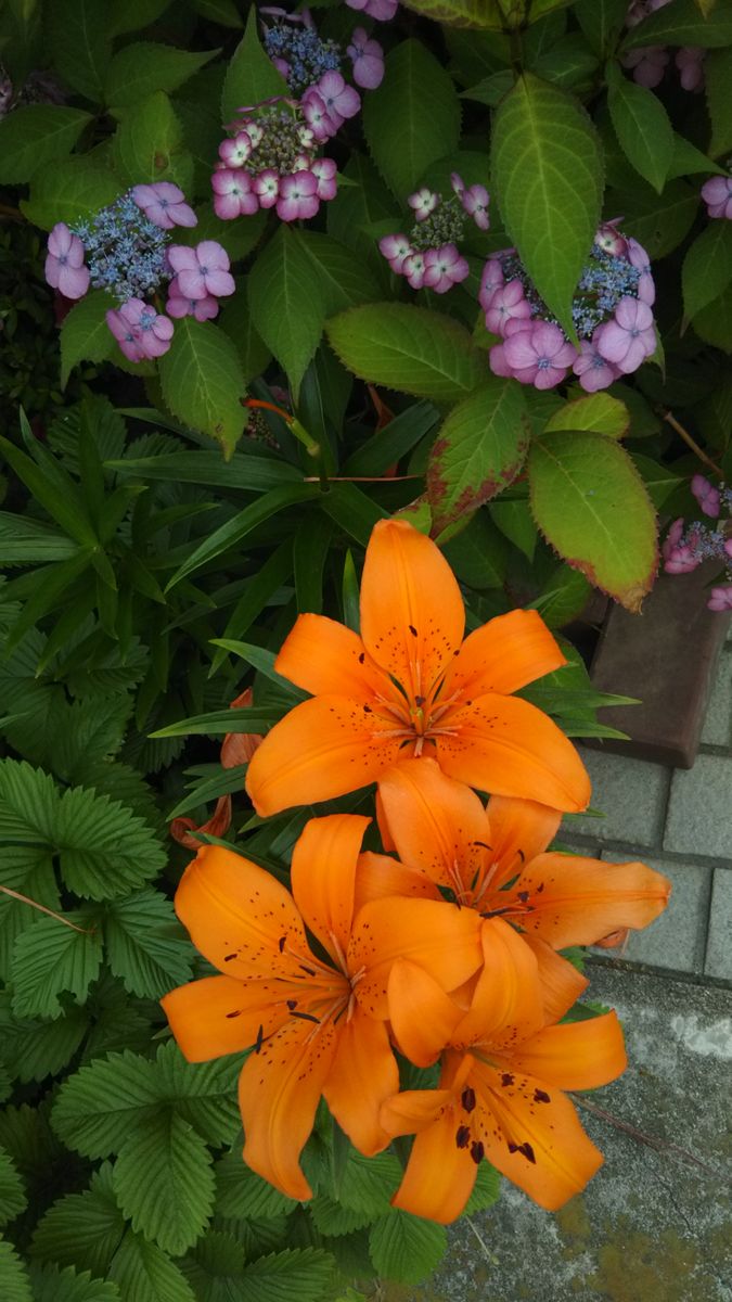 ５月の庭の花のまたまた続き🌫️