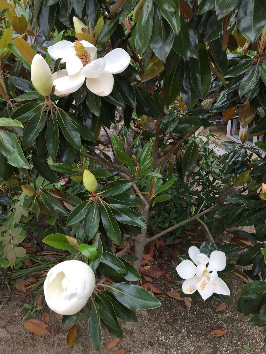 今日の花