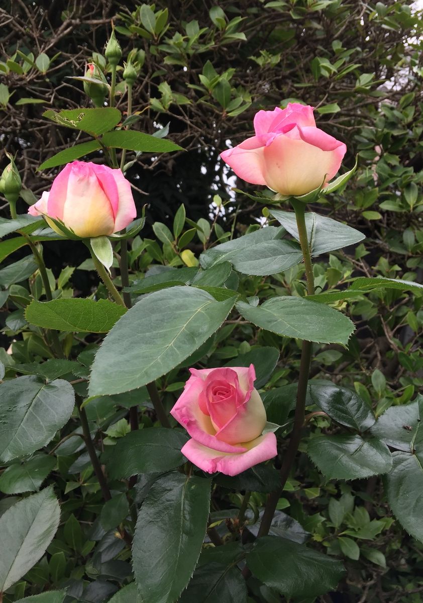 今日の薔薇