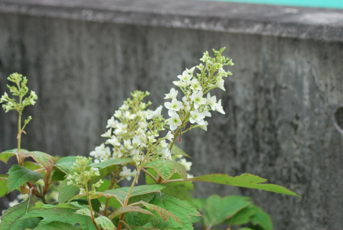 梅雨入り～～