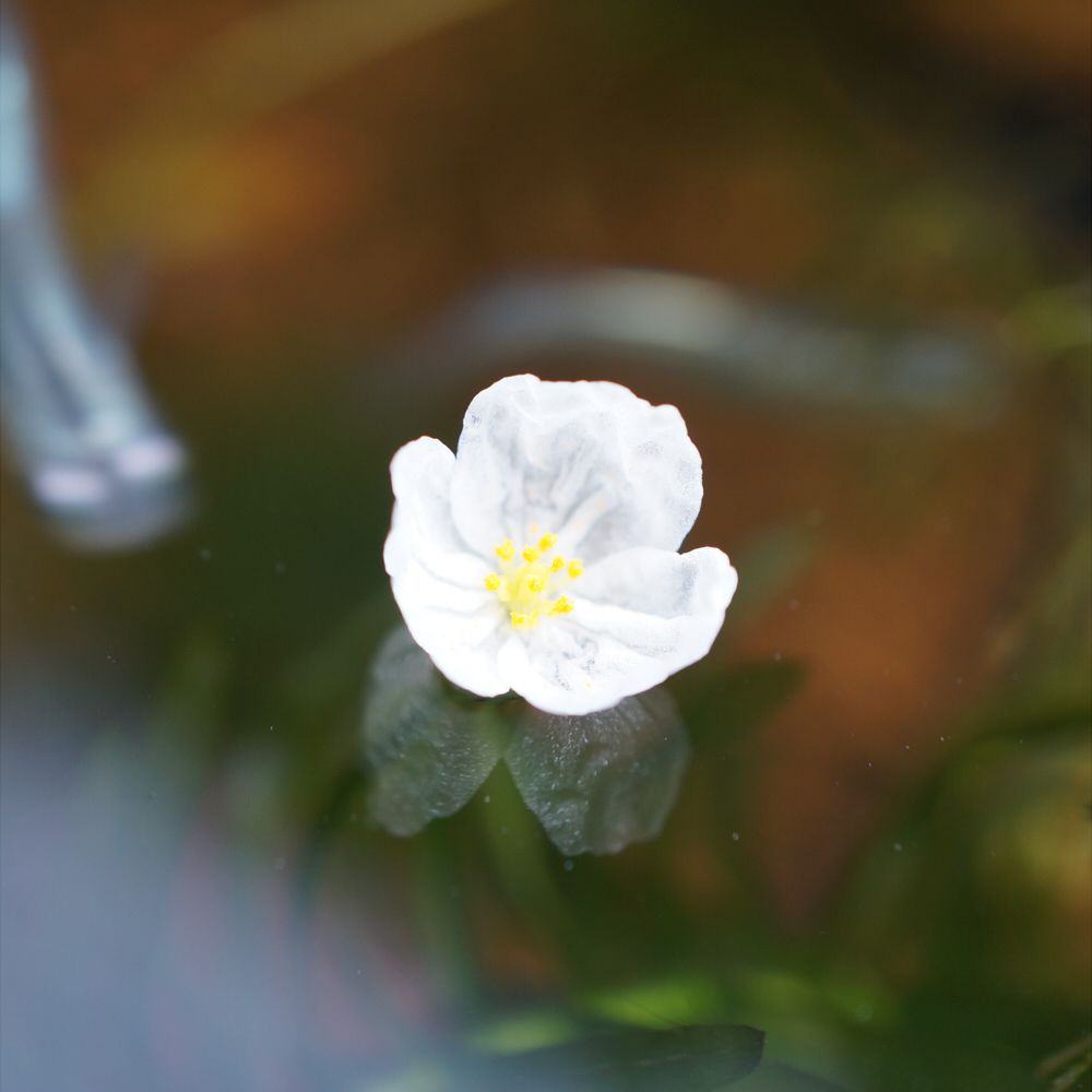 アナカリスの花【アマガエル注意】