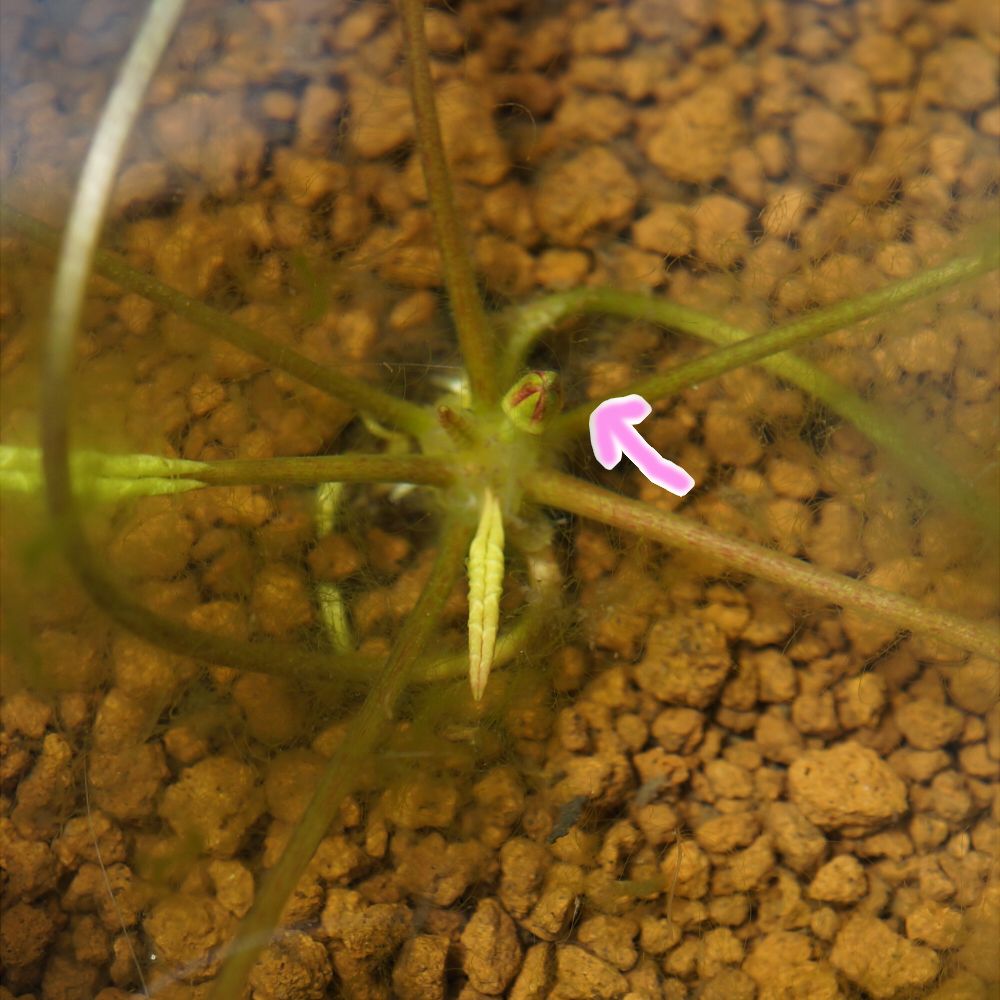 アナカリスの花【アマガエル注意】