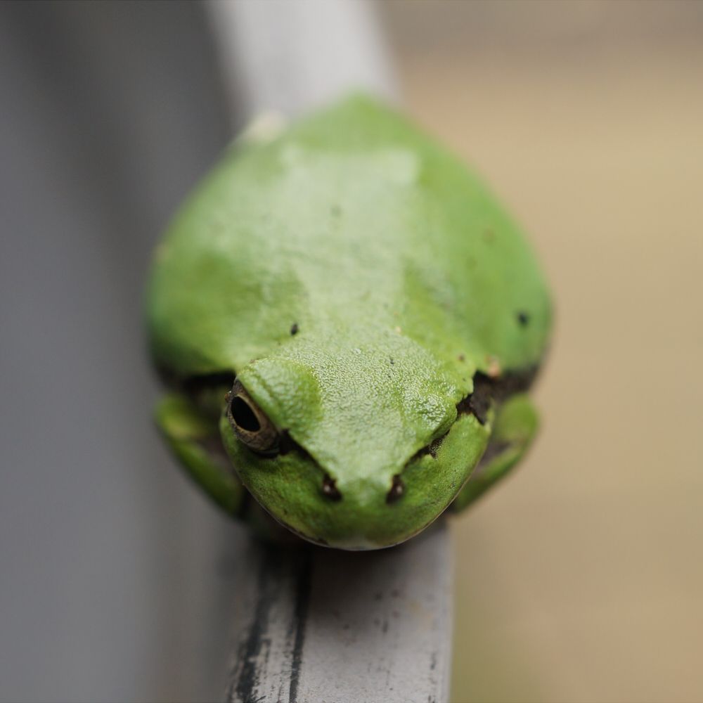 アナカリスの花【アマガエル注意】