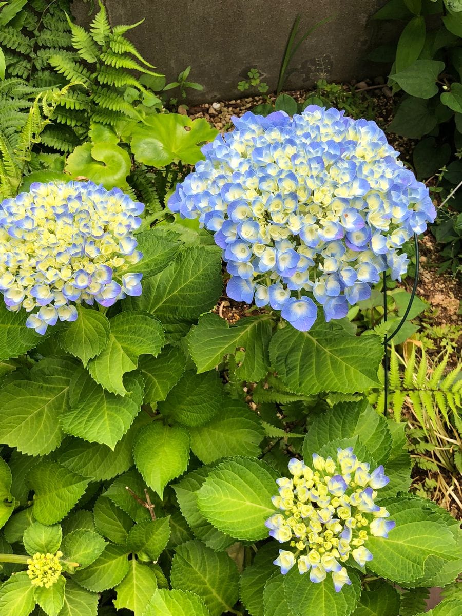 庭の主役は薔薇か紫陽花か？それが問題だ！