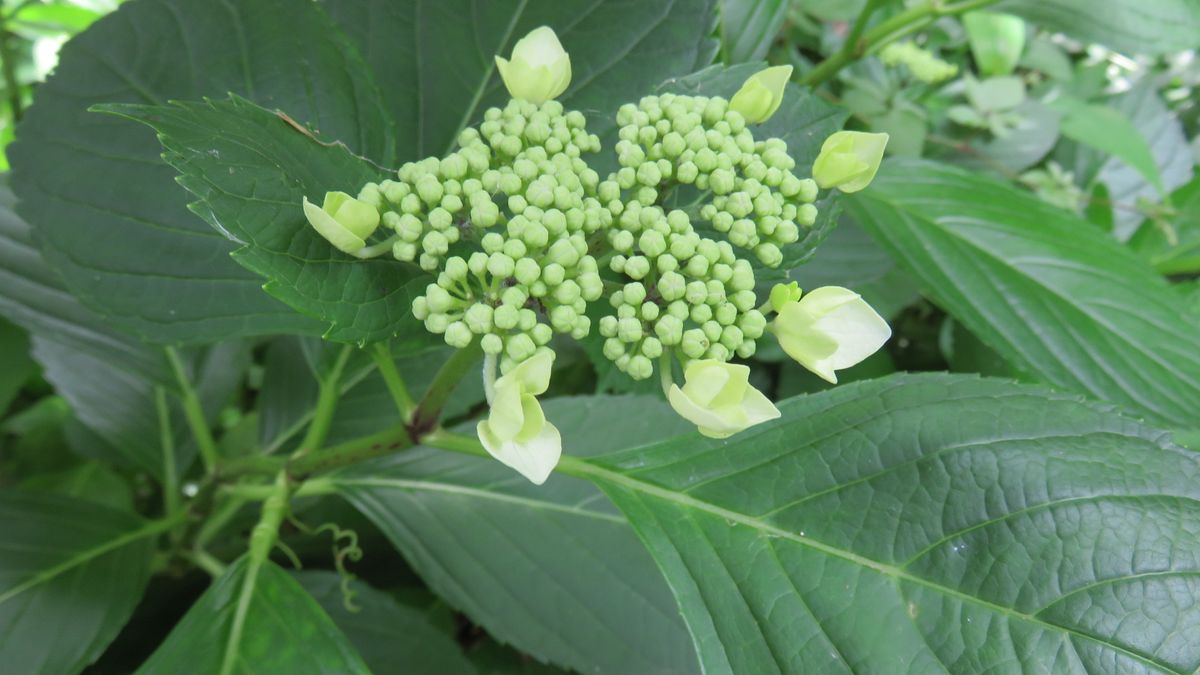 裏庭の額紫陽花とニホントカゲ