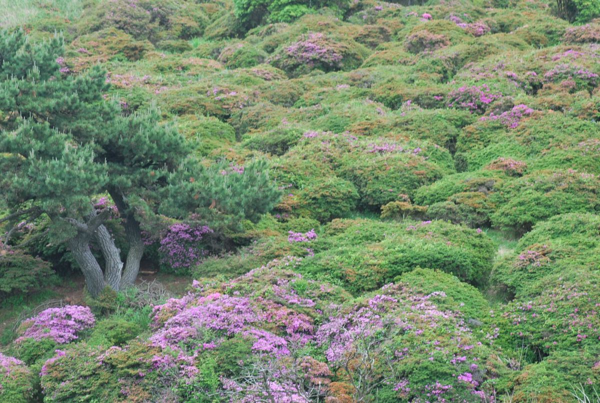 新緑のお山に～～