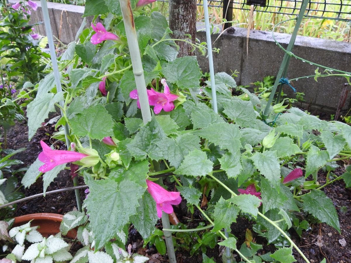   ２９日　雨後晴れと曇り