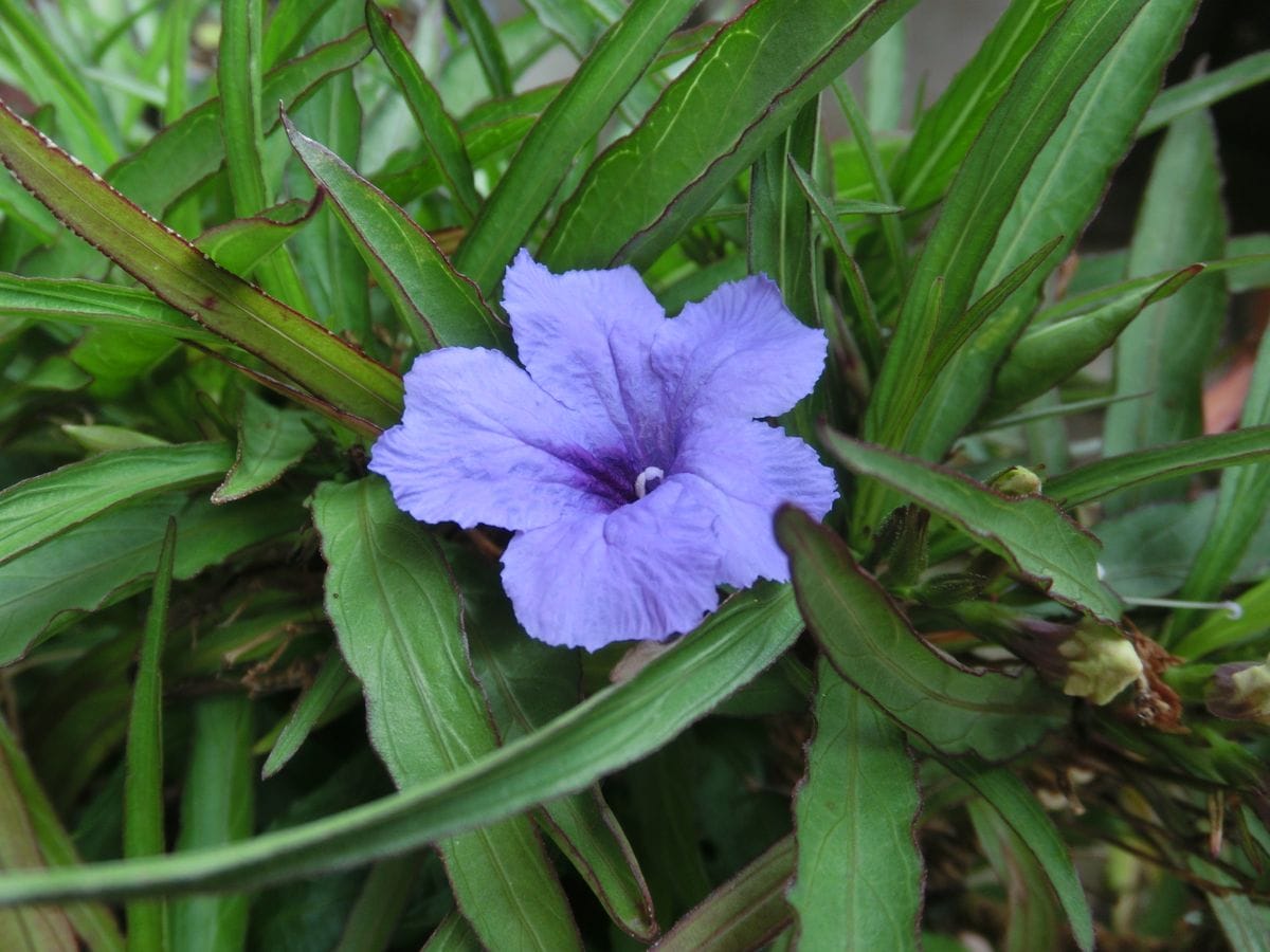 紫の花