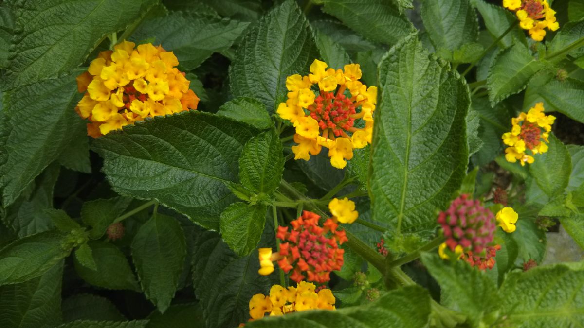 ５月の庭の花もそろそろ・・・いえいえ❤️💮