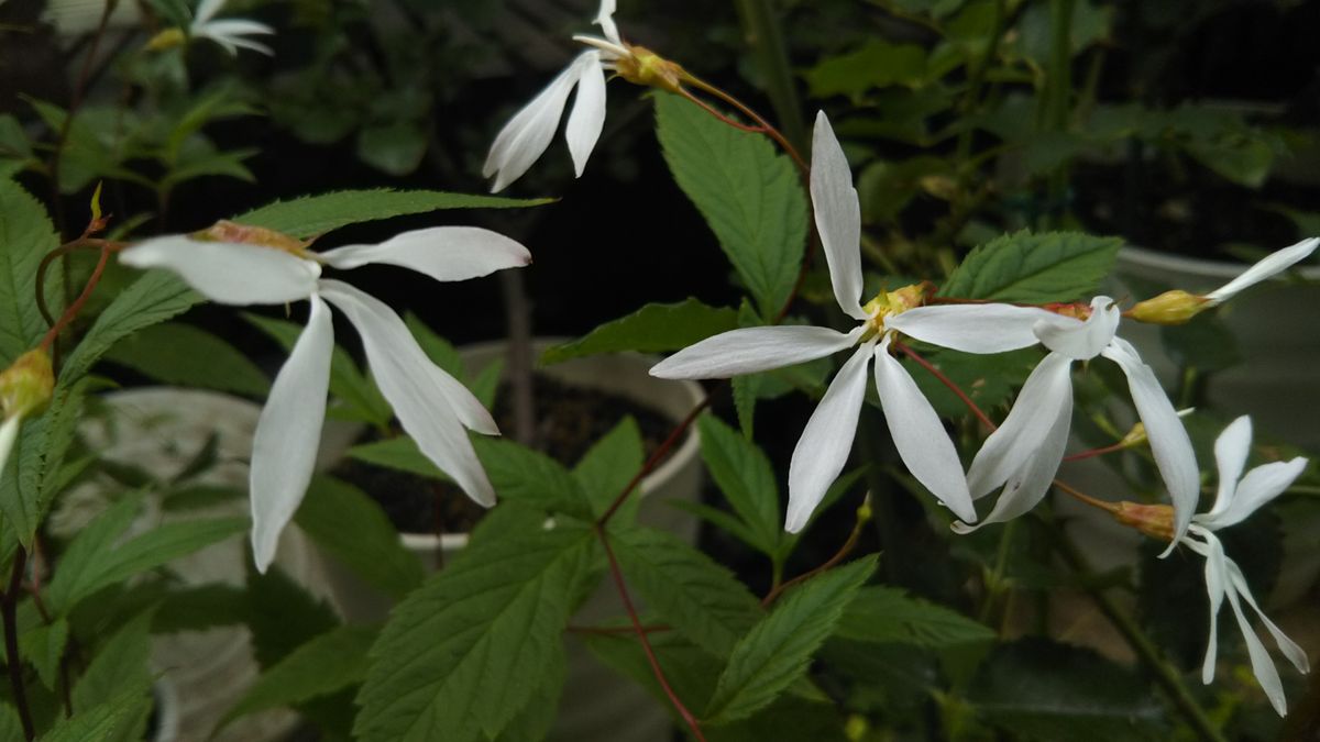 ５月の庭の花もそろそろ・・・いえいえ❤️💮