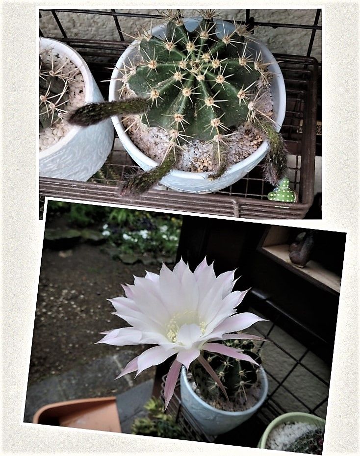 🌵サボテンに花の蕾が...🌵