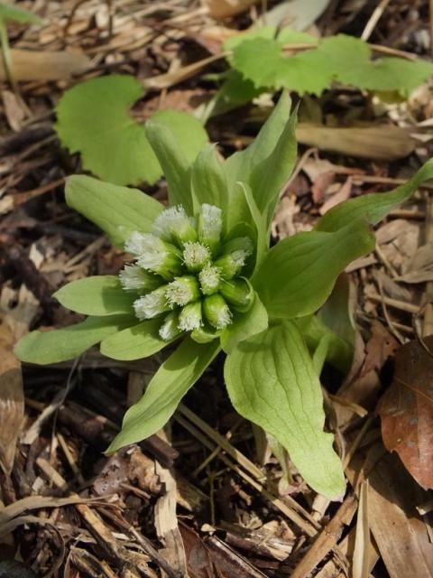 フキノトウとフキの芽ばえ