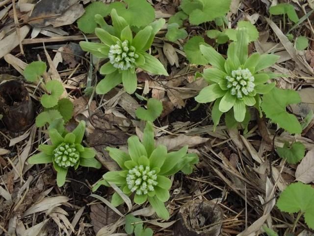 フキノトウとフキの芽ばえ