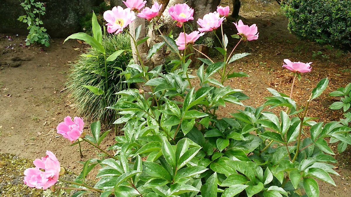 咲きました🌿