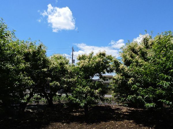 栗の花が散り始めました。いよいよ梅雨入りか。